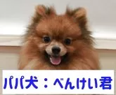ポメラニアン【愛知県・男の子・2025年9月7日・オレンジセーブル】の写真9「パパ犬☆」