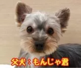 ヨークシャーテリア【愛知県・男の子・2025年10月9日・スチールブルー&タン】の写真9「パパ犬☆」