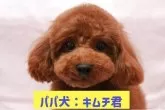 トイプードル(トイ)【愛知県・男の子・2025年7月25日・レッド】の写真9「パパ犬☆」