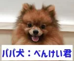 ポメラニアン【愛知県・男の子・2025年10月12日・オレンジセーブル】の写真9「パパ犬☆」