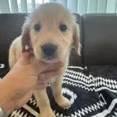 ゴールデンレトリバー【茨城県・女の子・2025年9月20日・ゴールデン】の写真12