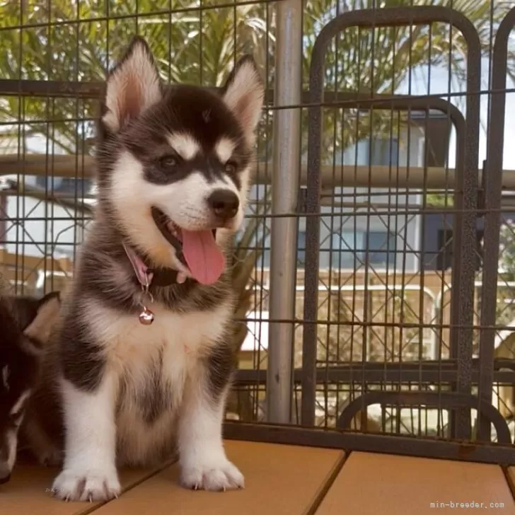 ID：2506-06149の子犬