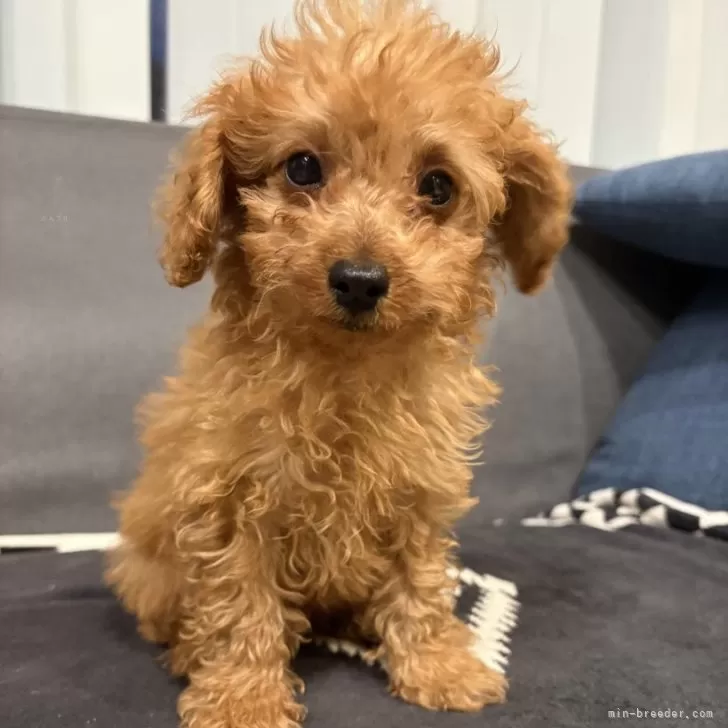 ID:2506-03827の子犬