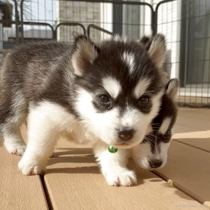 ID：2503-07285の子犬