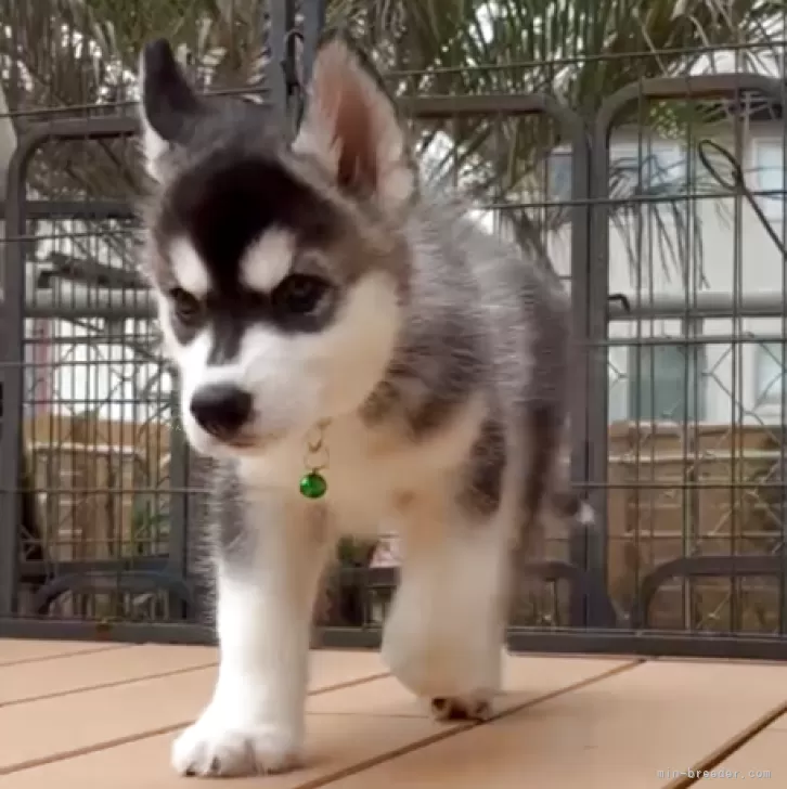 M.H 様のお迎えした子犬