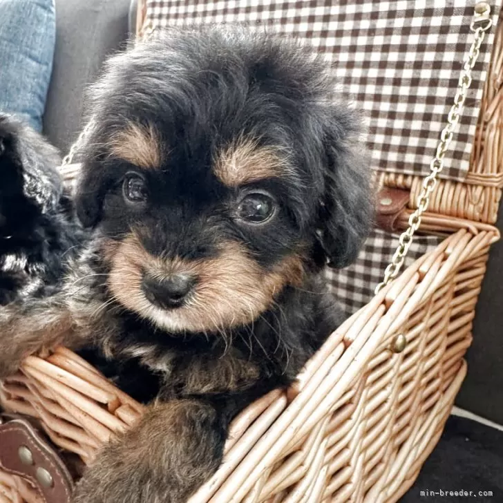 ID:2506-03509の子犬
