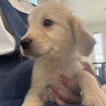 ゴールデンレトリバー【茨城県・女の子・2025年9月20日・ゴールデン】の写真「綺麗な顔立ちの可愛い女の子🩷」