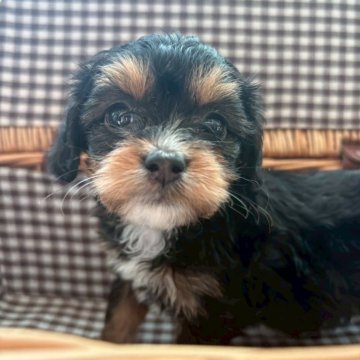 チワプー(チワワ×トイプードル)【茨城県・男の子・2025年9月20日・ブラック&タン】の写真「顔立ちイケメンのたーちゃん🩷」