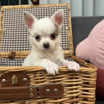 チワワ(ロング)【茨城県・男の子・2025年9月5日・パーティカラー】の写真「ぽっちゃり可愛い男の子✨」