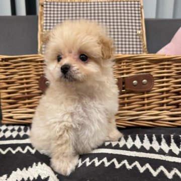 ポメチワ(チワワ×ポメラニアン)【茨城県・女の子・2025年9月7日・クリーム】の写真「おとなしく甘えん坊な女の子🩷」
