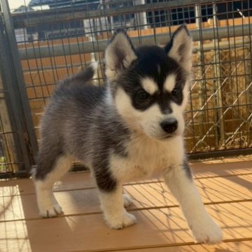 シベリアンハスキー【茨城県・男の子・2025年11月10日・ブラック&ホワイト】の写真「しっかりハスキーカラー🩵」