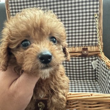 チワプー(チワワ×トイプードル)【茨城県・女の子・2025年5月9日・レッド】の写真「食いしん坊な女の子🩷」