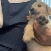 ゴールデンレトリバー【茨城県・女の子・2025年9月20日・ゴールデン】の写真2