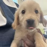 ゴールデンレトリバー【茨城県・女の子・2025年9月20日・ゴールデン】の写真6