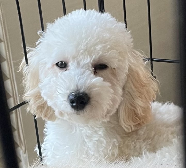 トイプードル(トイ)【・女の子・2022年7月26日・クリーム】