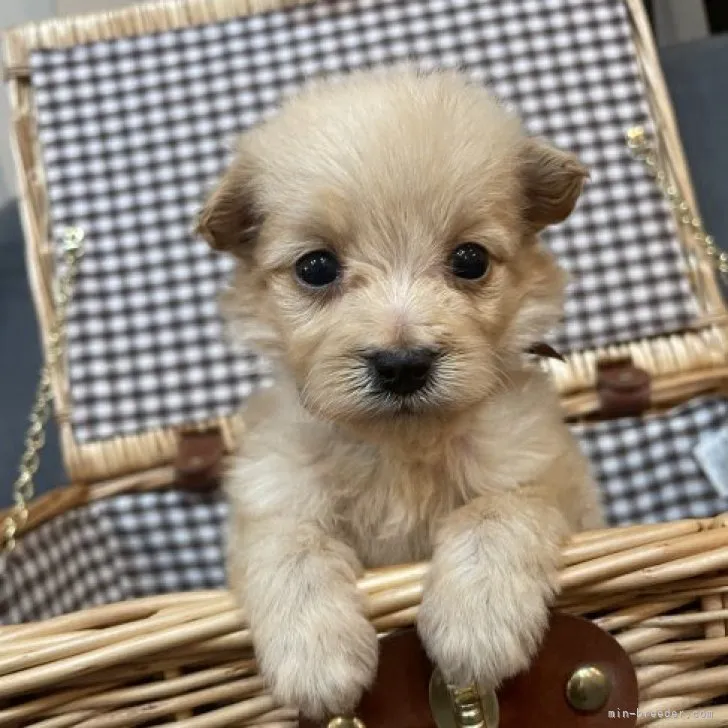 ID：2311-03014の子犬