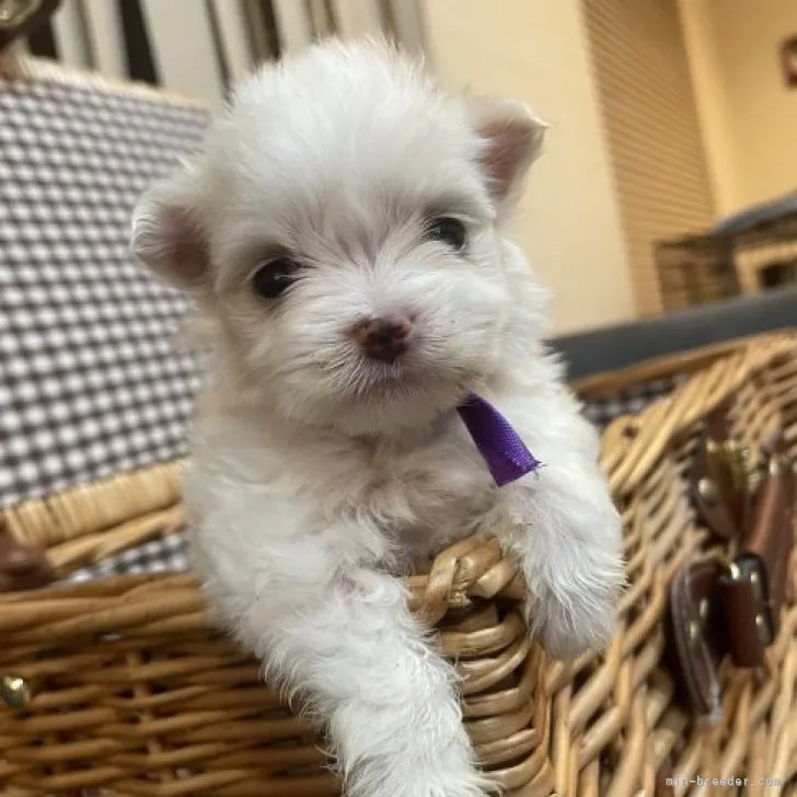 ID：2311-02826の子犬