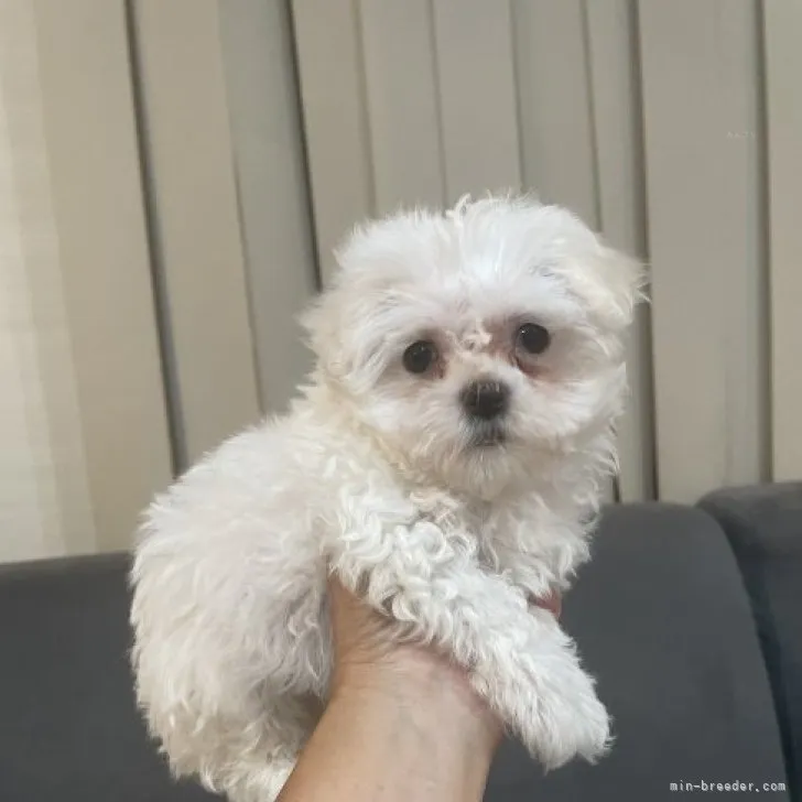 ID:2309-06714の子犬