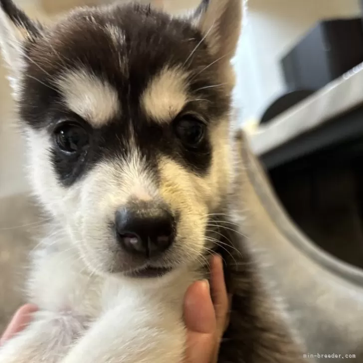 M.K 様のお迎えした子犬