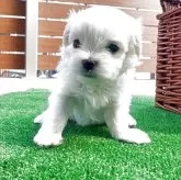 マルチーズ