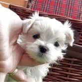 マルチーズ