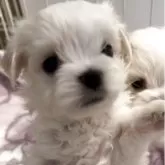 マルチーズ