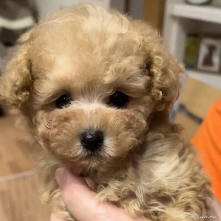 ID:2306-01786の子犬