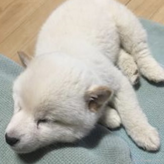 看板犬のゆきちゃん｜吉野　嗣治(よしの　つぐじ)ブリーダー(千葉県・ウェルシュ・コーギー・ペンブロークなど・JKC登録)の紹介写真4