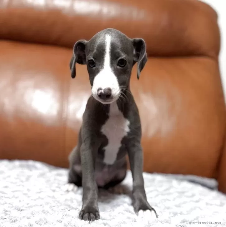 ミックス(イタリアングレーハウンド×イタプー)【千葉県・男の子・2025年9月19日・ブルー&amp;ホワイト】の写真1