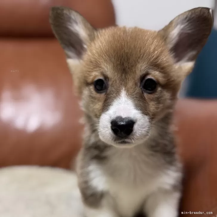 ID：2501-01700の子犬