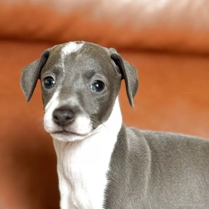ID:2508-00713の子犬
