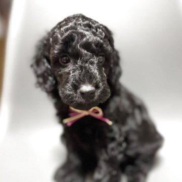 ミックス(イタリアングレーハウンド×イタプー)【千葉県・男の子・2025年9月19日・ブラック】の写真「とっても人懐こく可愛い男の子✨」