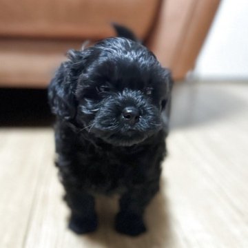 シープー(トイプードル×シーズー)【千葉県・男の子・2025年10月9日・ダークブラウン】の写真「シープーは穏やかで社交的です😊」