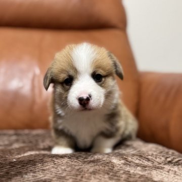 ウェルシュ・コーギー・ペンブローク【千葉県・男の子・2025年11月5日・レッドアンドホワイト】の写真「くりっとした目が可愛い男の子です✨」