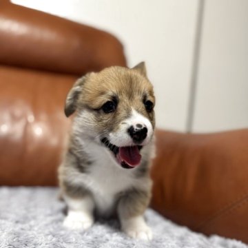 ウェルシュ・コーギー・ペンブローク【千葉県・男の子・2025年11月5日・レッドアンドホワイト】の写真「人懐こい可愛い男の子です✨」