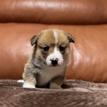 ウェルシュ・コーギー・ペンブローク【千葉県・男の子・2025年11月5日・レッドアンドホワイト】の写真「人懐こく性格の良い男の子です✨」