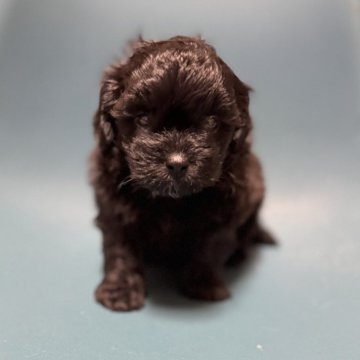 シープー(トイプードル×シーズー)【千葉県・男の子・2025年10月9日・ダークブラウン】の写真「キュートなシープーの男の子です✨」