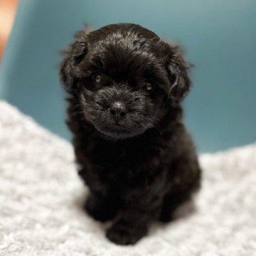 シープー(トイプードル×シーズー)【千葉県・男の子・2025年10月9日・ダークブラウン】の写真「可愛すぎるシープーの男の子です✨」