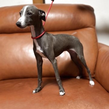 イタリアングレーハウンド【千葉県・女の子・2025年7月3日・ブルー&ホワイト】の写真「元気いっぱい、とっても甘えん坊さんです✨」