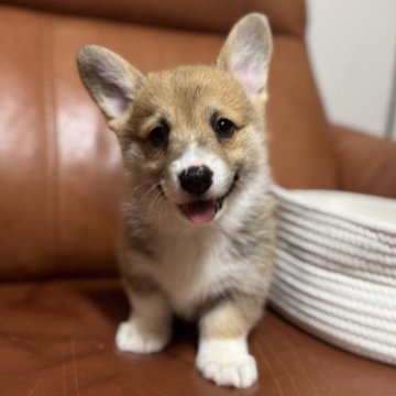 ウェルシュ・コーギー・ペンブローク【千葉県・男の子・2025年11月5日・レッドアンドホワイト】の写真「人懐こい可愛い男の子✨」