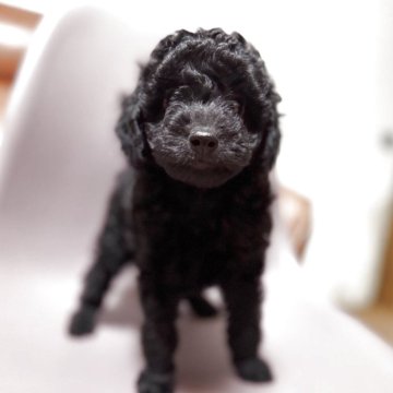 ミックス(イタリアングレーハウンド×イタプー)【千葉県・男の子・2025年9月19日・ブラック】の写真「甘えん坊の可愛い男の子✨」