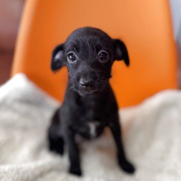 ミックス(イタリアングレーハウンド×イタプー)【千葉県・女の子・2025年10月1日・ブラック】の写真「目がくりっとした美人さんです✨」