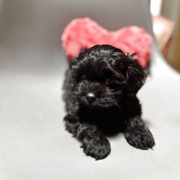 シープー(トイプードル×シーズー)【千葉県・男の子・2025年10月9日・ダークブラウン】の写真「シープーは穏やかで社交的です😊」