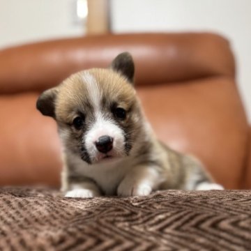 ウェルシュ・コーギー・ペンブローク【千葉県・女の子・2025年11月5日・レッドアンドホワイト】の写真「人懐こくとっても可愛い顔立ちの女の子です✨」