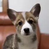 ウェルシュ・コーギー・ペンブローク【千葉県・男の子・2024年11月30日・レッド&ホワイト】の写真1「クリっとした目が可愛い男の子です✨」
