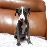 ミックス(イタリアングレーハウンド×イタプー)【千葉県・男の子・2025年9月19日・ブルー&ホワイト】の写真1