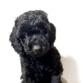 ミックス(イタリアングレーハウンド×イタプー)【千葉県・男の子・2025年9月19日・ブラック】の写真1