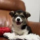 ウェルシュ・コーギー・ペンブローク【千葉県・女の子・2025年7月23日・トライ】の写真1