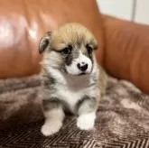 ウェルシュ・コーギー・ペンブローク【千葉県・男の子・2025年11月5日・レッドアンドホワイト】の写真8