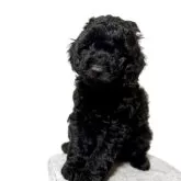 ミックス(イタリアングレーハウンド×イタプー)【千葉県・男の子・2025年9月19日・ブラック】の写真4